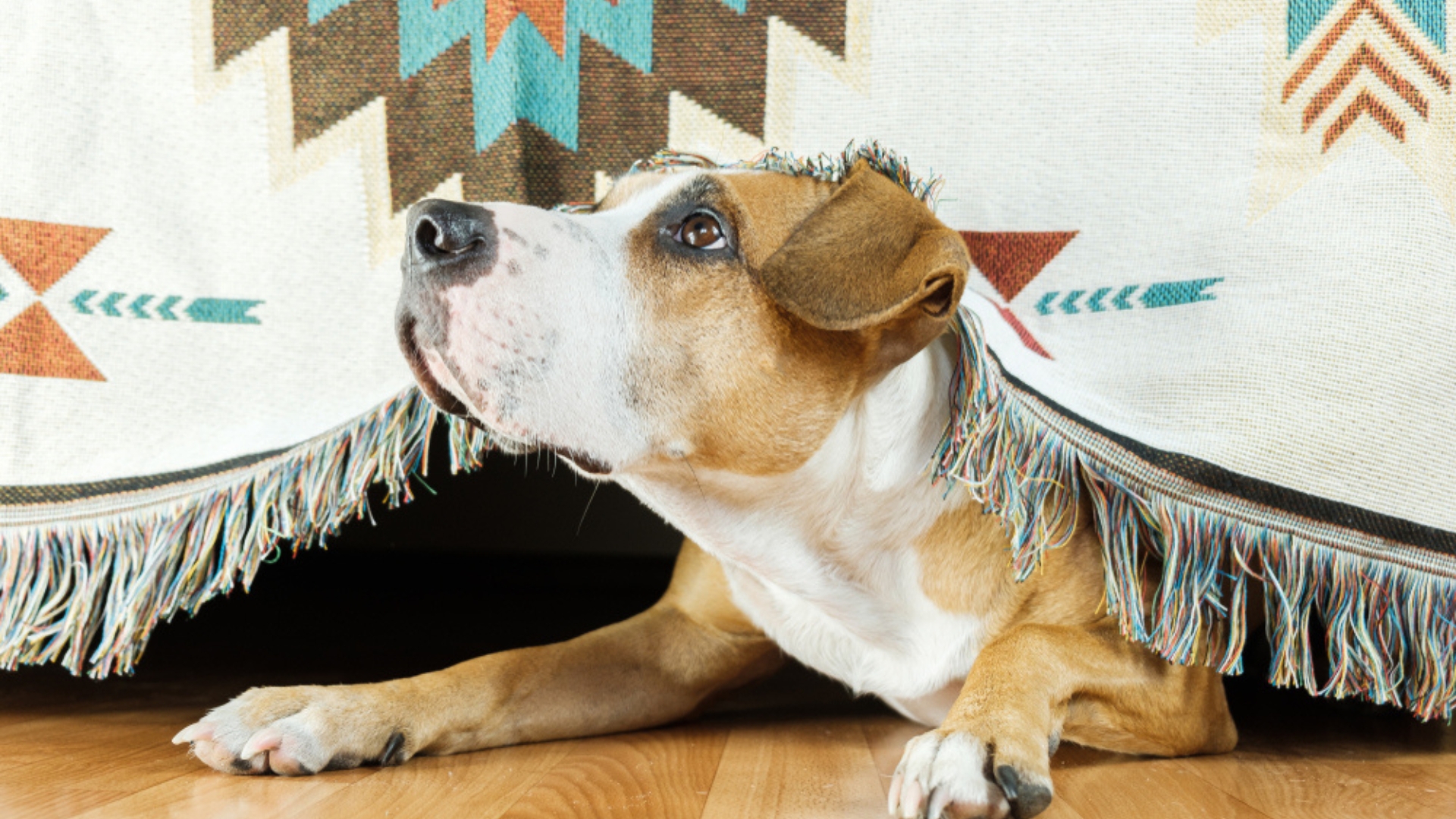 Anxious dog hiding from loud fireworks indoors