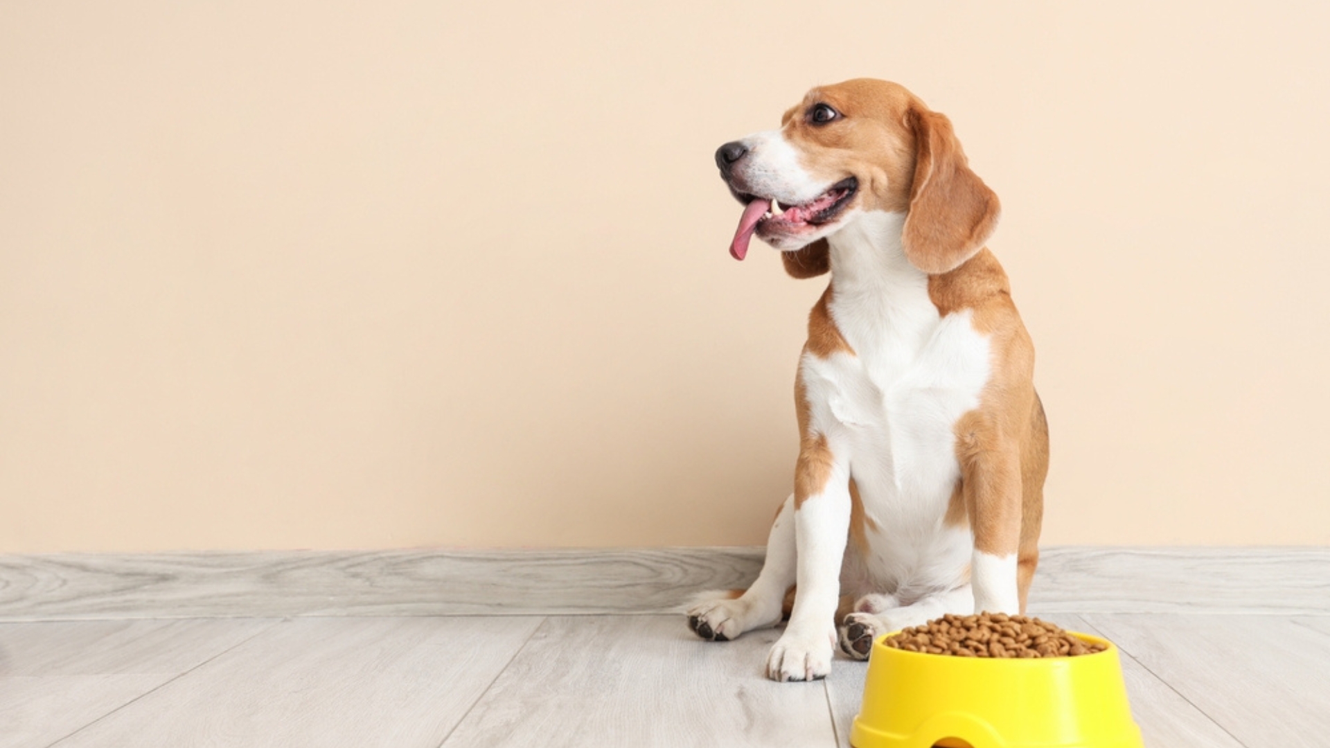 Dog with loss of appetite