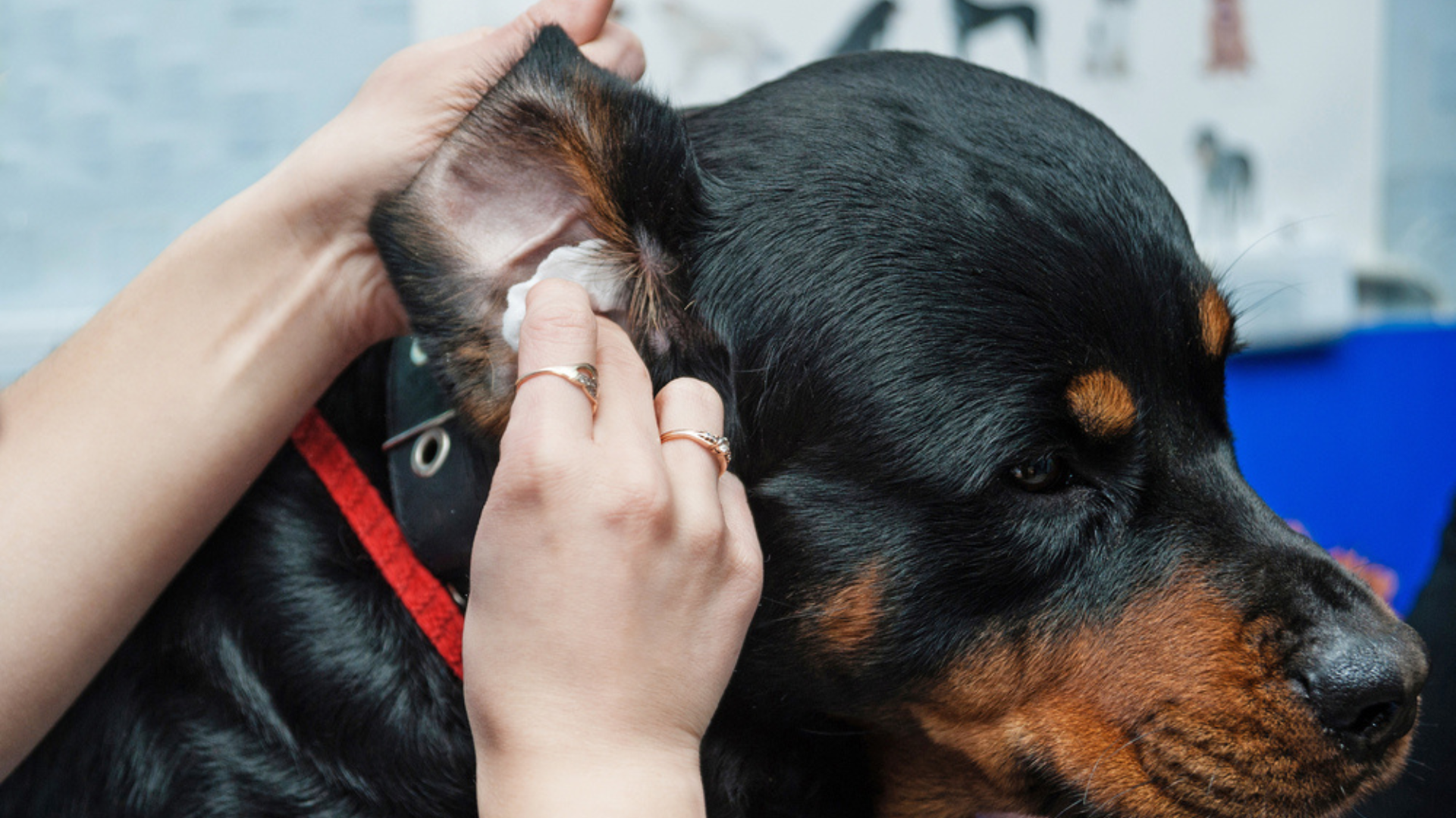 Vet examining a dog's ear