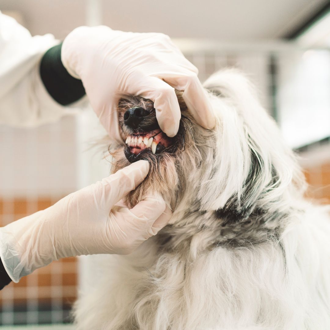 Vet examining dog gums