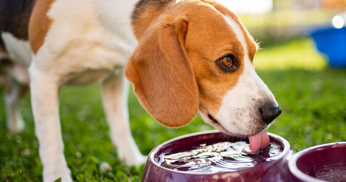 Dog drinking water outside