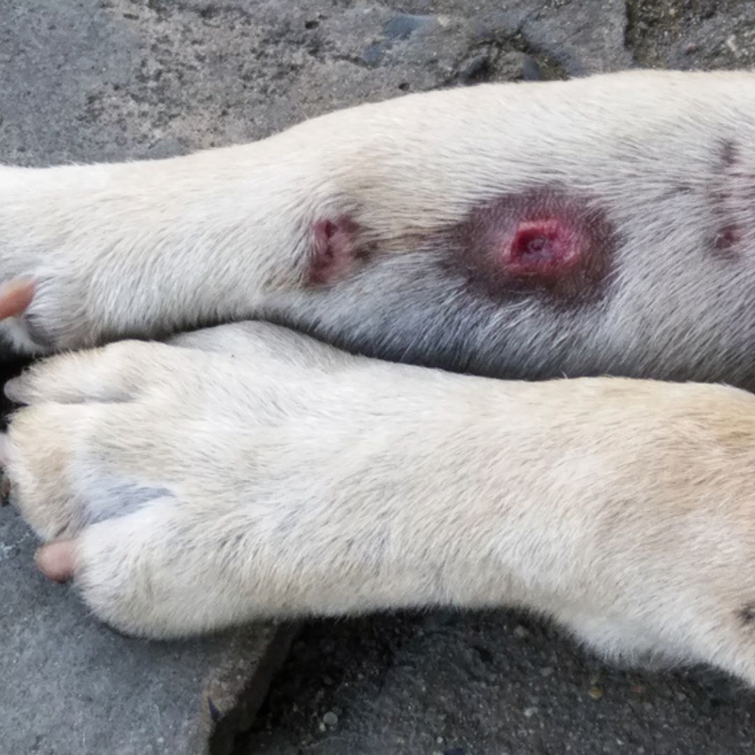 Dog with skin hot spots
