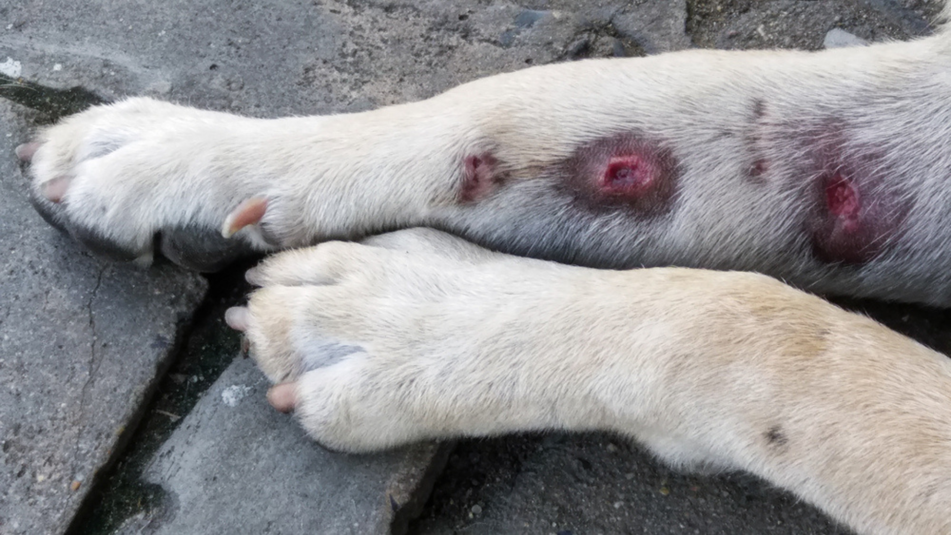 Hot spots on dog’s leg