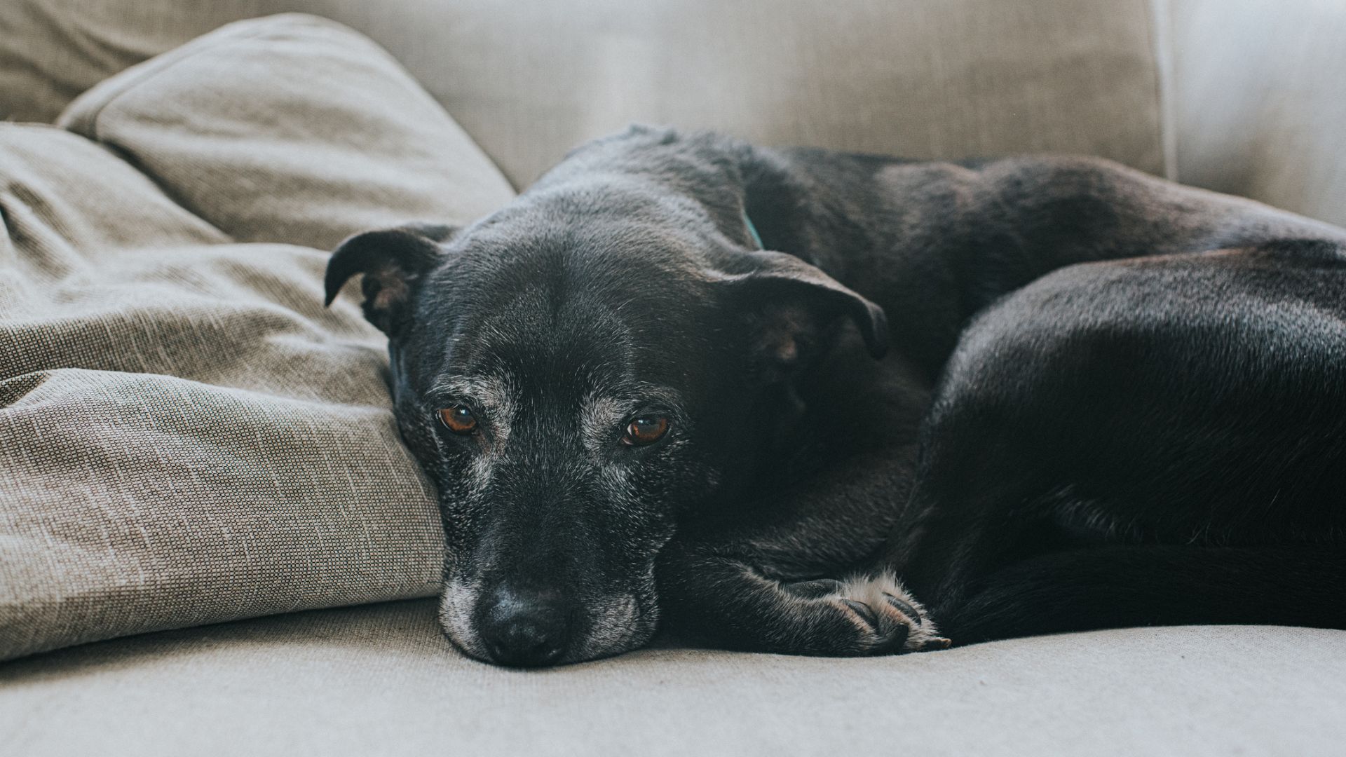 Lethargic dog lying down indoors