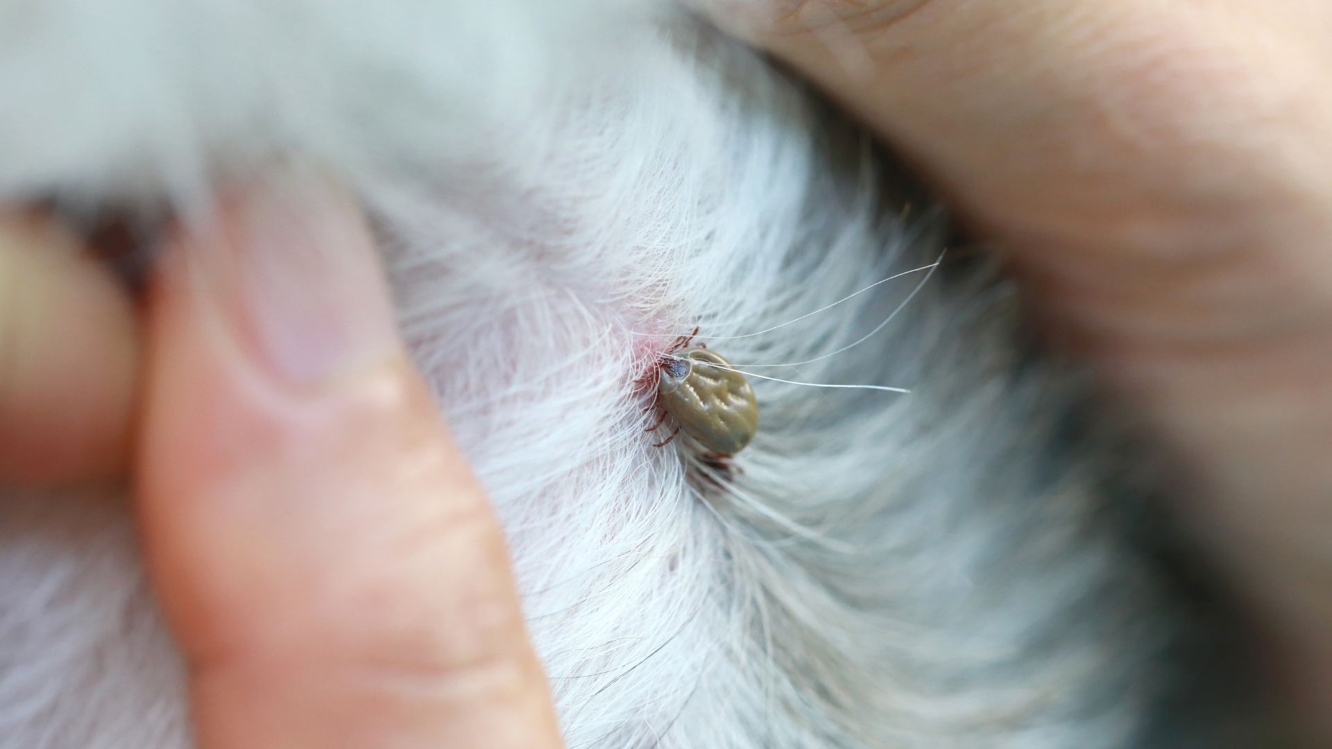 Tick attached to a dog’s skin