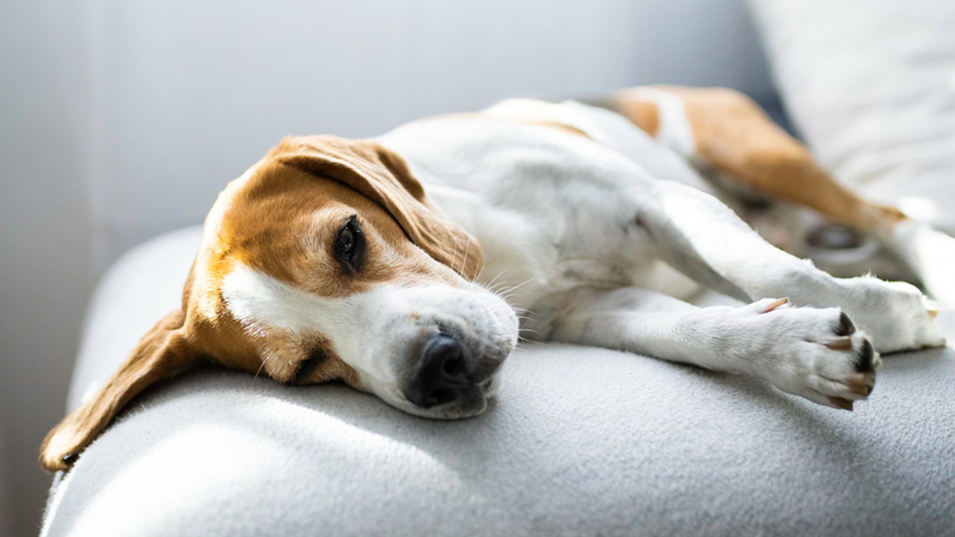 Tired dog showing signs of hypothyroidism
