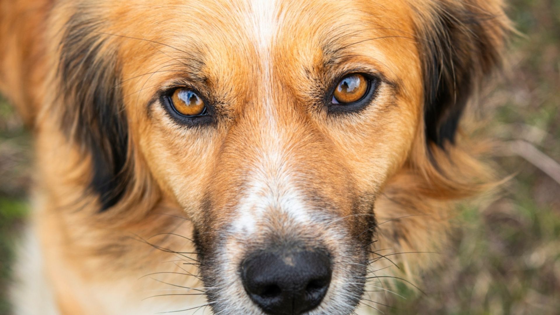 Close-up of dog with leptospirosis symptoms