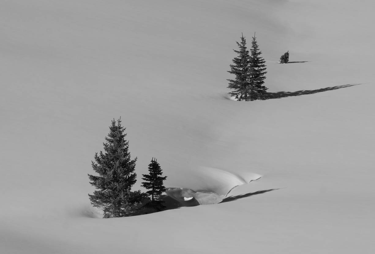 Two little pine trees photographed against a stark snowy background. Only the two pine trees are the only things in the image