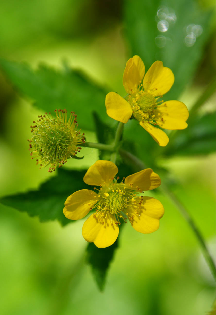 An image of two yellow Geum aleppicum (a type of flower) that were photographed during a 2021 summer road trip.