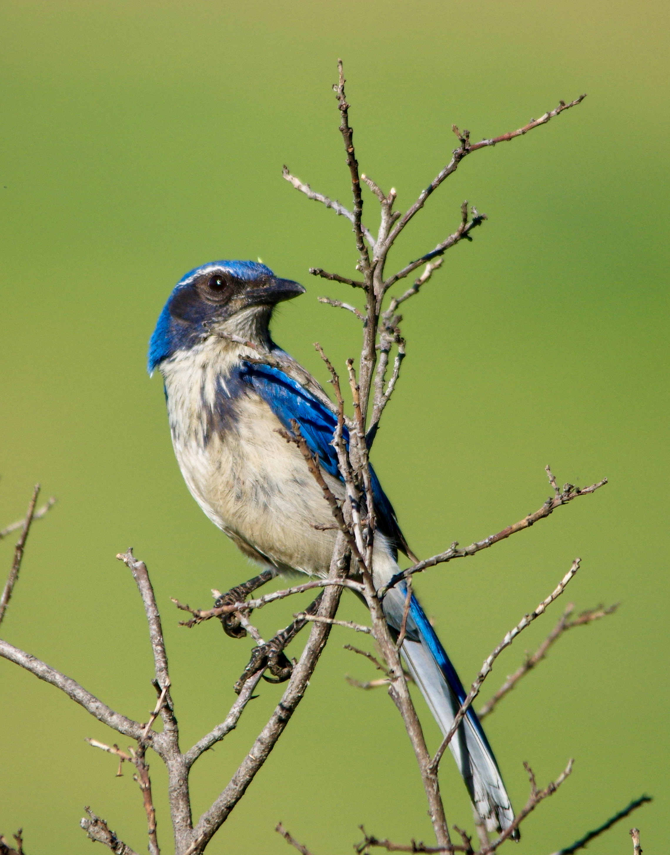A little blue bird sitting atop a branch along the west coast of California in Big Sur