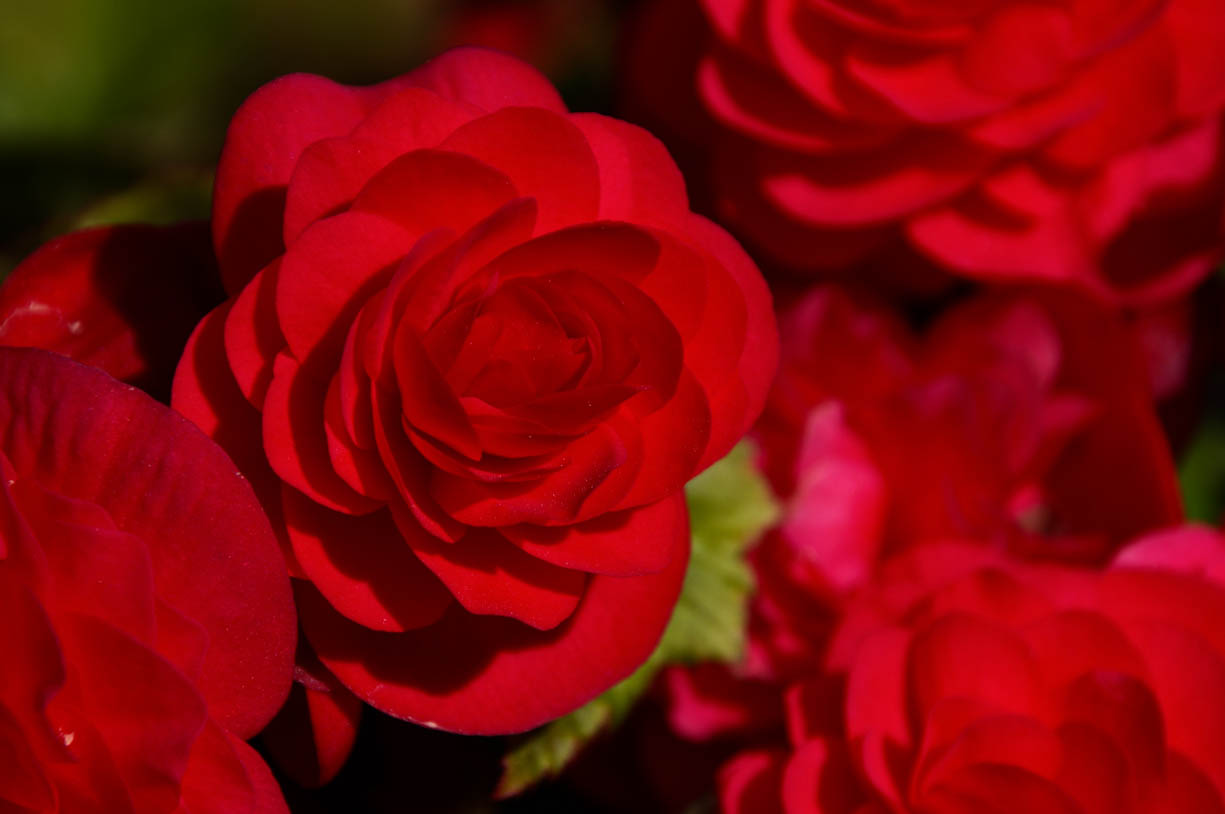 An image of red begonias captured during the summer of 2022.