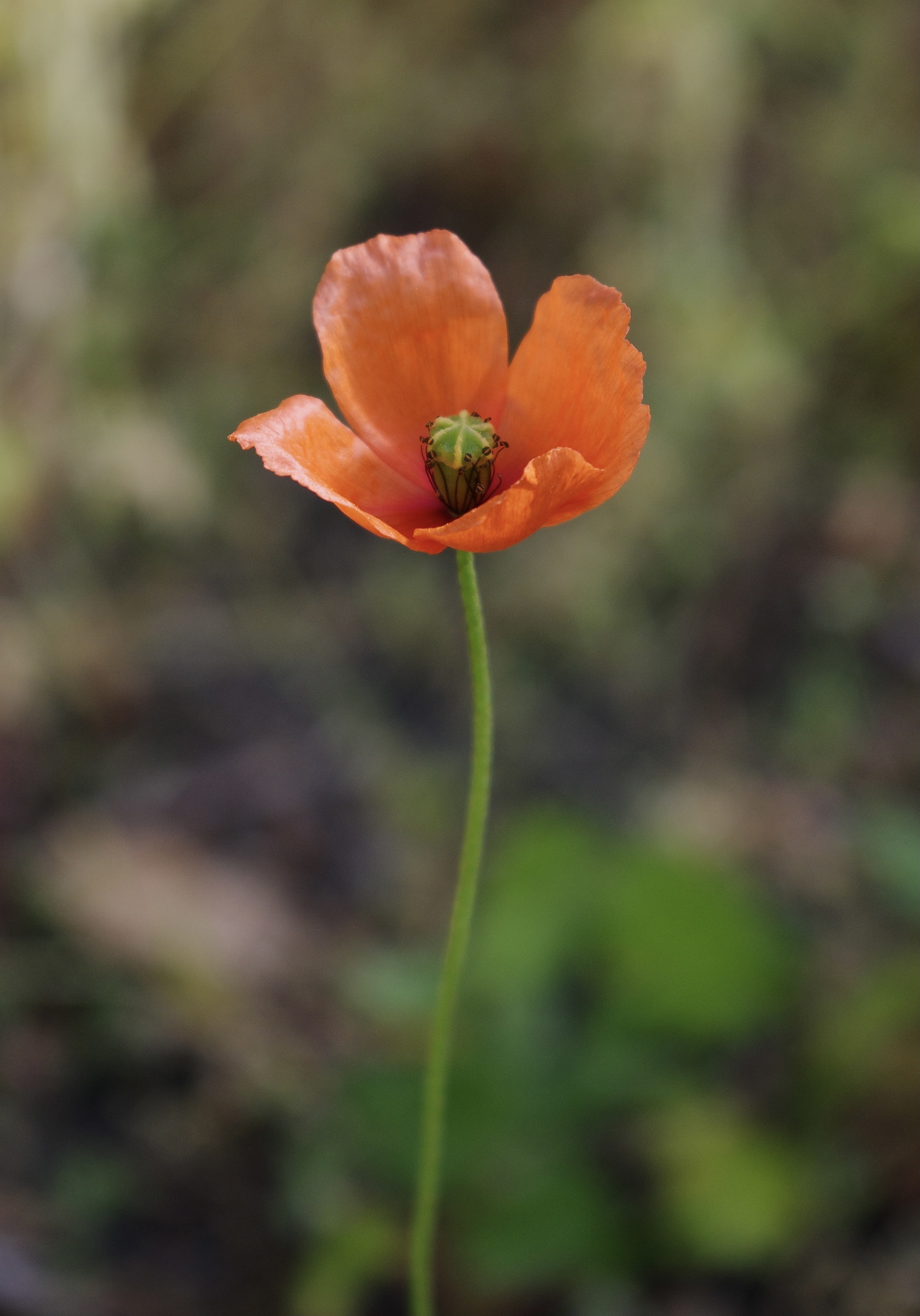 A stained glass window inside the famous Sagrada Família cathedral in Barcelona, Spain. This stain glass window is half green and half blue.
