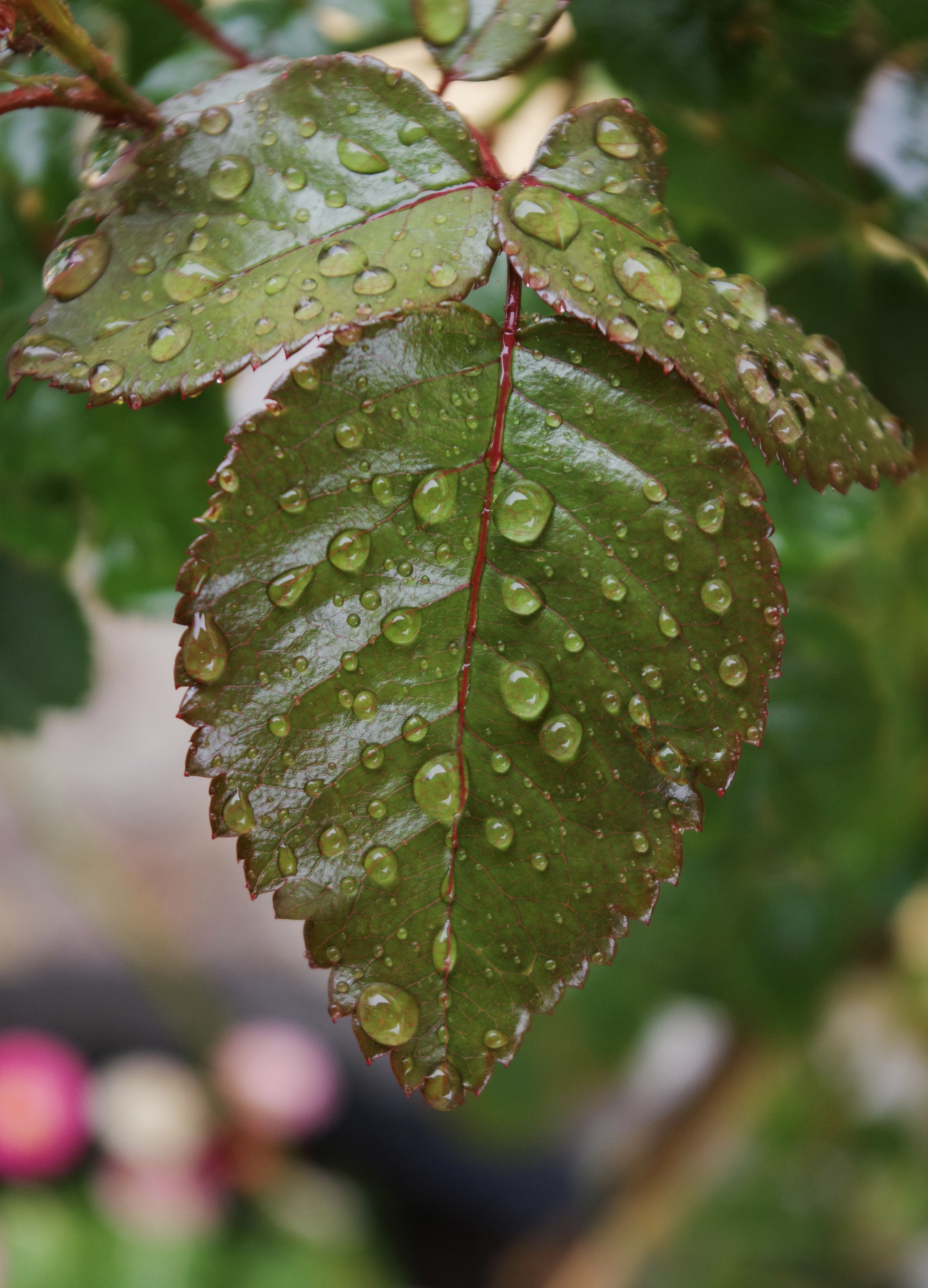 A stained glass window inside the famous Sagrada Família cathedral in Barcelona, Spain. This stain glass window is entirely blue with some green.