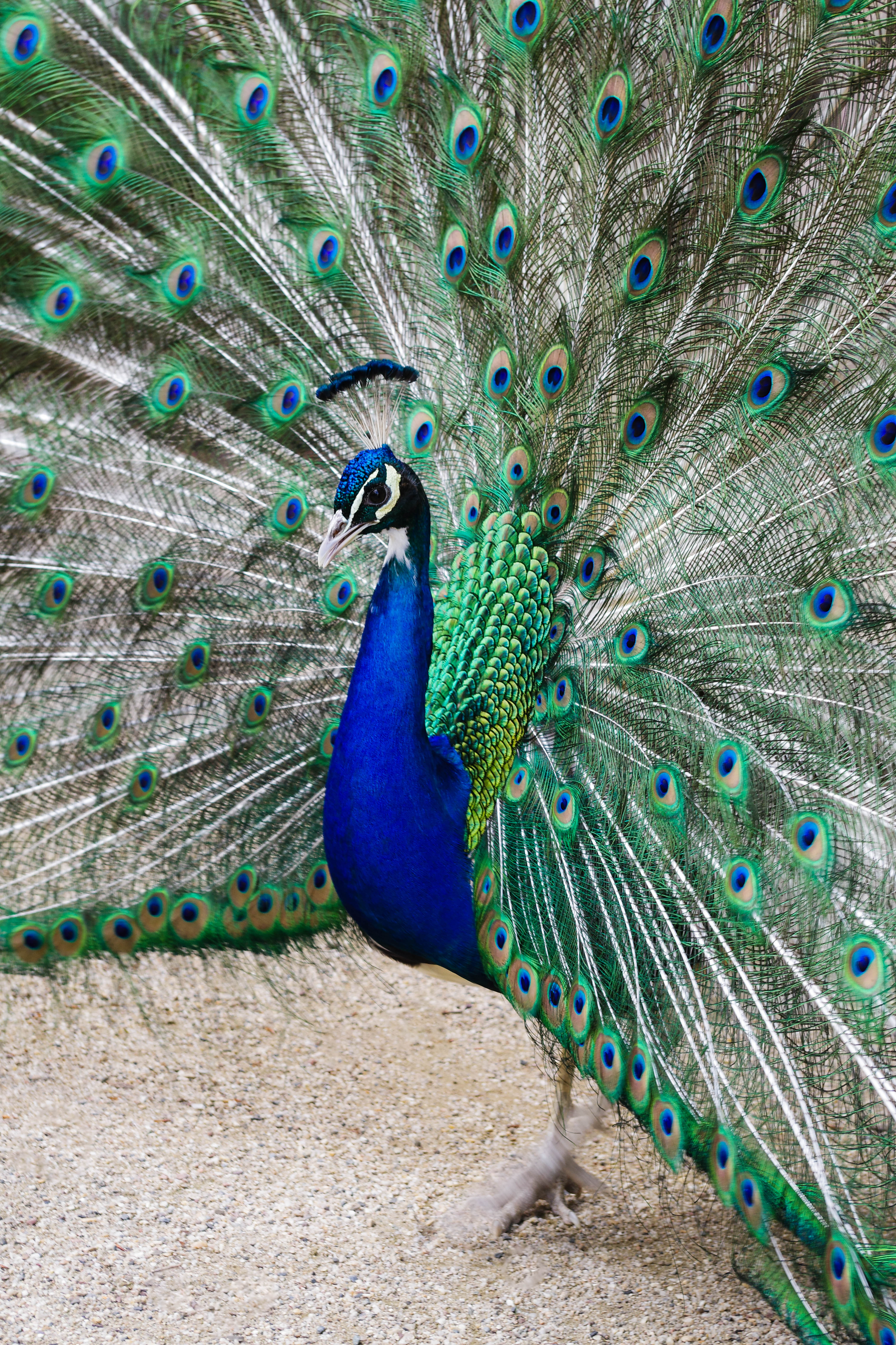 A stained glass window inside the famous Sagrada Família cathedral in Barcelona, Spain. This window is an ombre colored window which changes from blue at the top, green in the middle, and yellow, orange and red at the bottom.