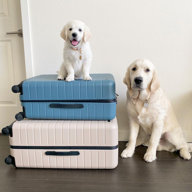Away Luggage social media post – dogs with suitcases