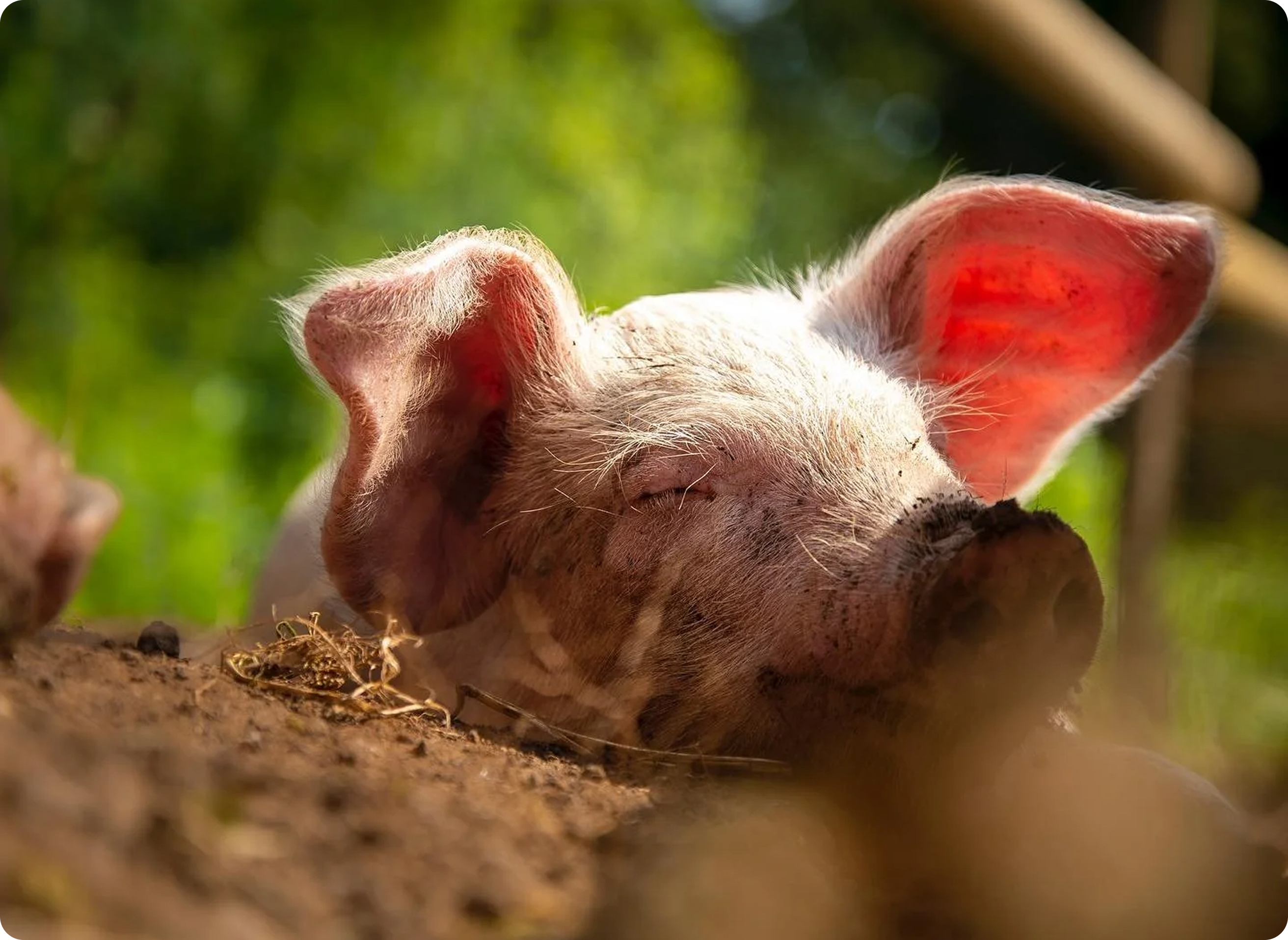 Pear Tree Animal Sanctuary