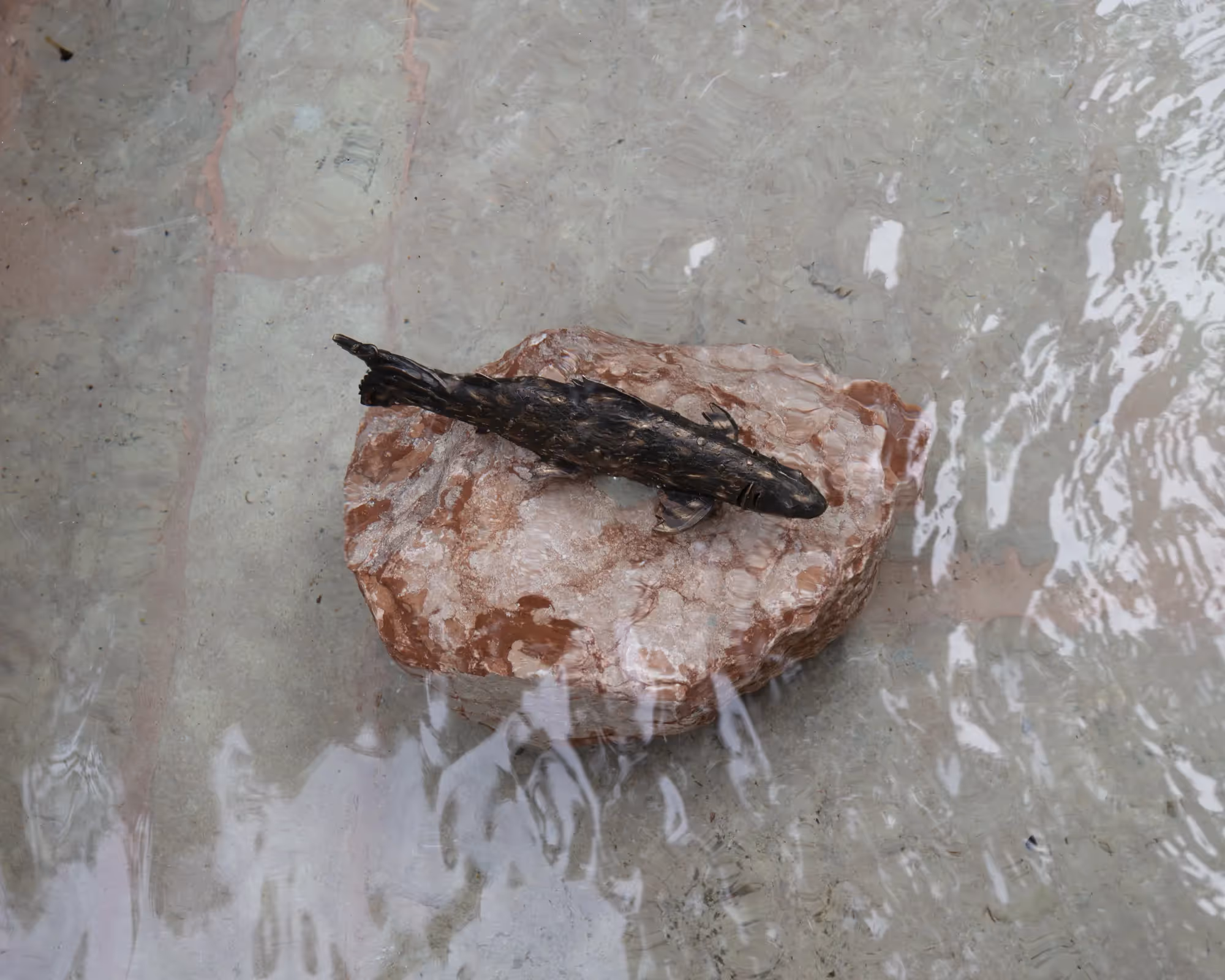 Dark fish on rock at Festival di Spoleto, water reflection backdrop