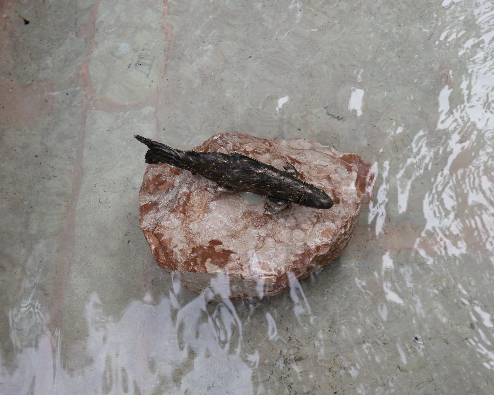 Pesce scuro su pietra rosa al Festival di Spoleto, arte naturale