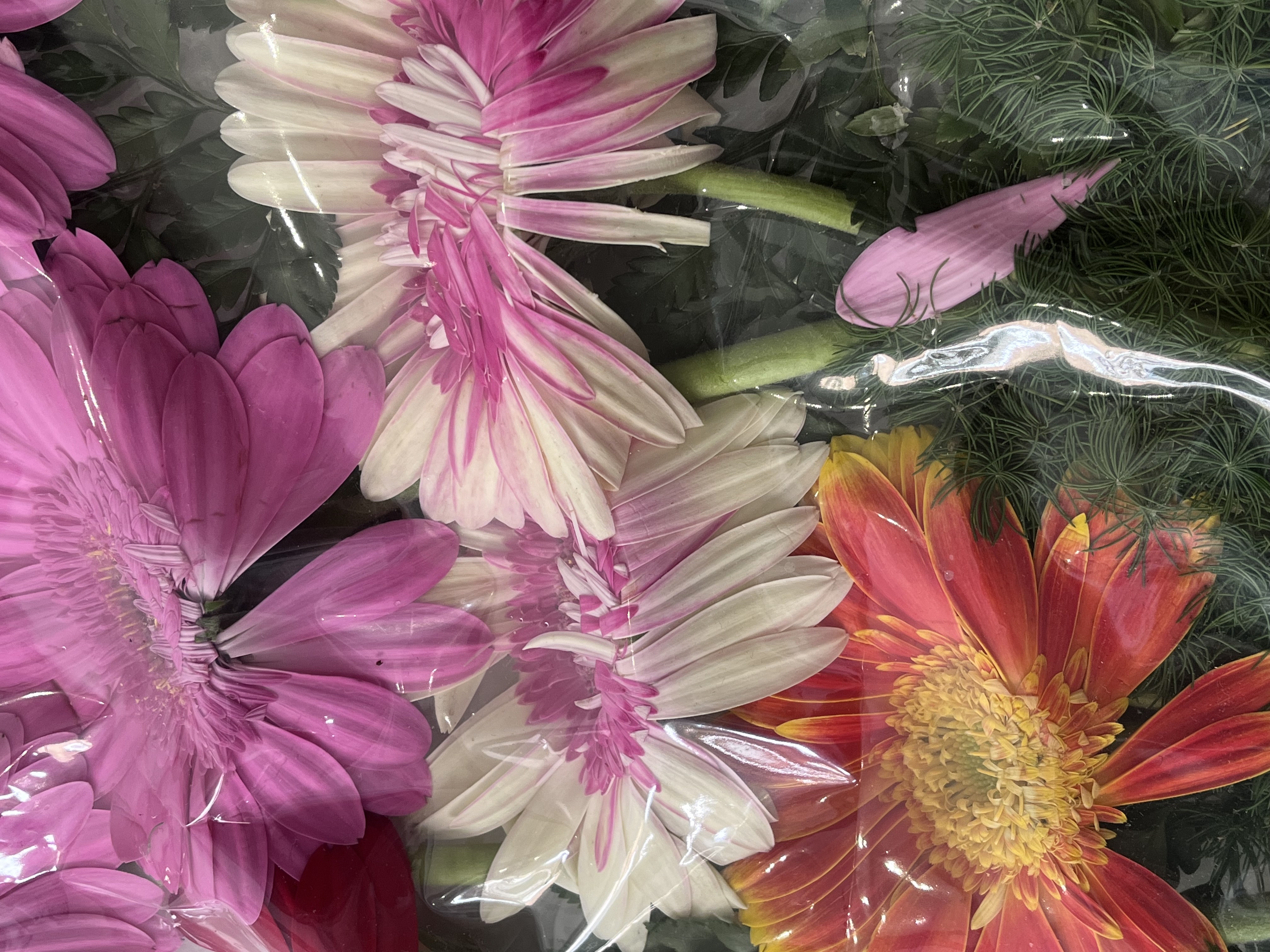 Fiori colorati al Festival di Spoleto, natura vibrante e delicata