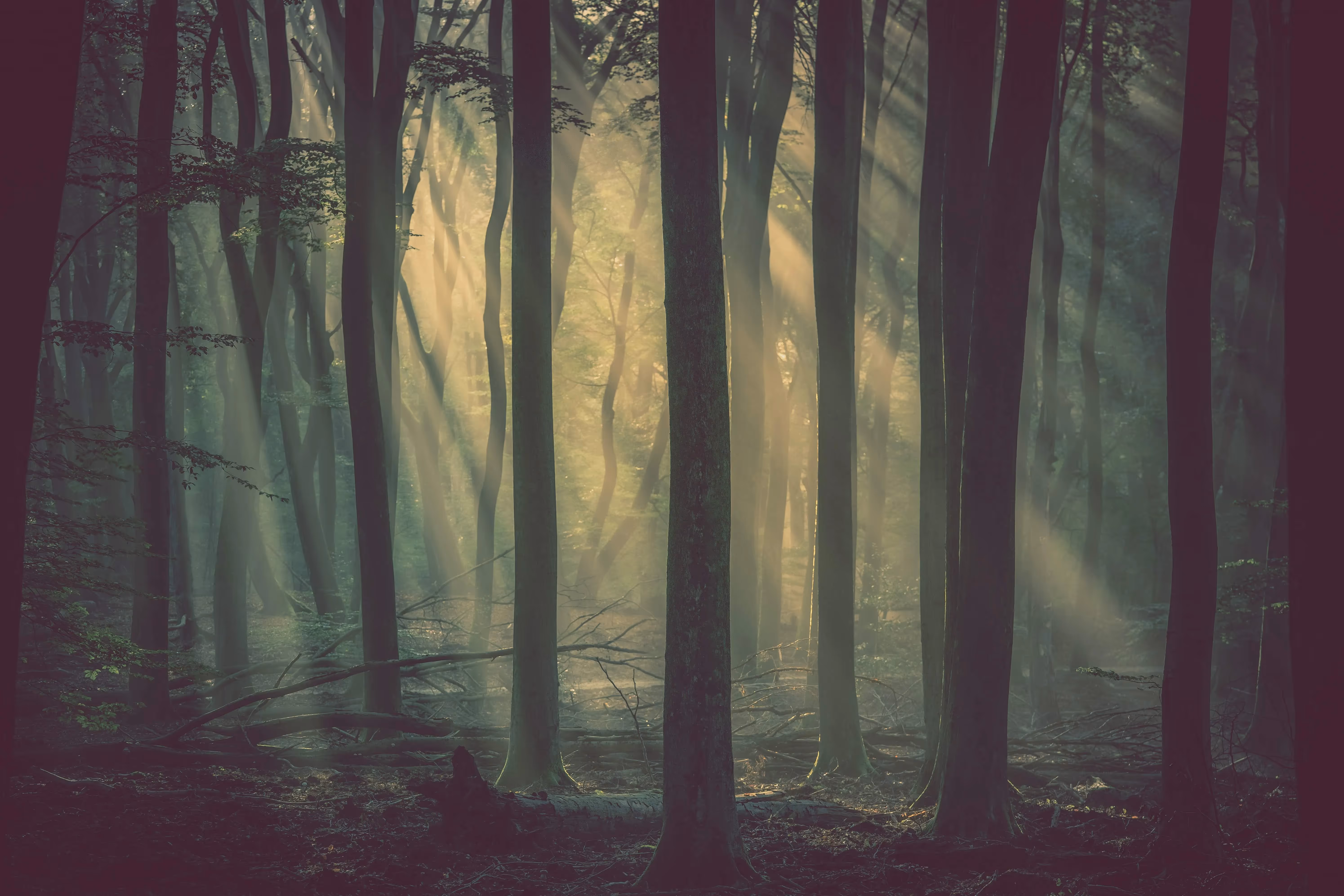 Mystical forest scene at Festival di Spoleto, sunlight filtering through trees