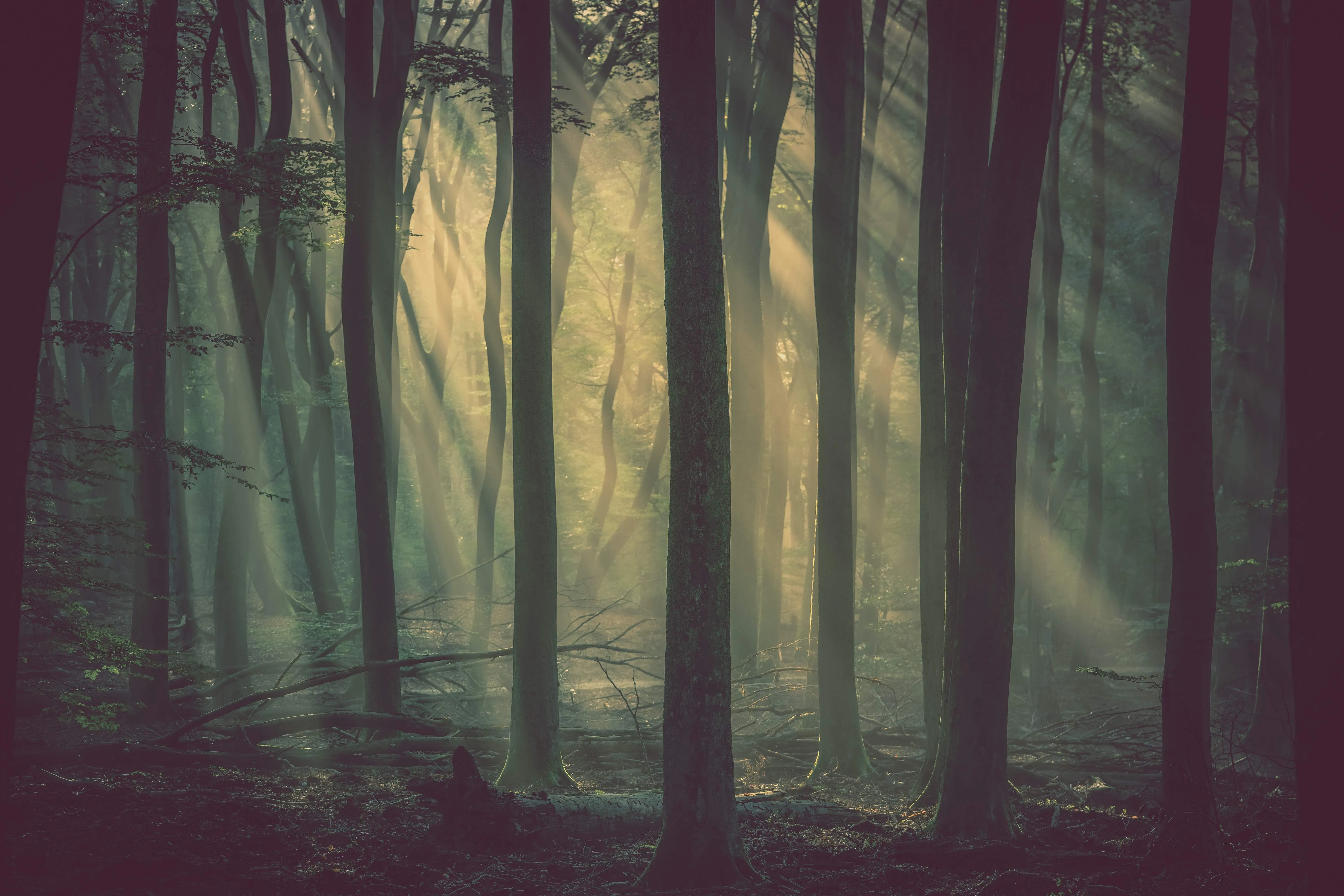 Mystical forest scene at Festival di Spoleto, sunlight filtering through trees