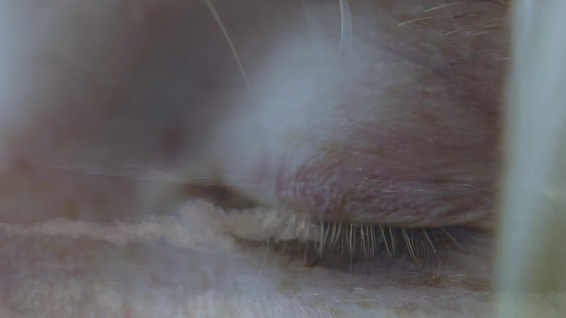 Blurry close-up from Video Festival di Spoleto artistic performance