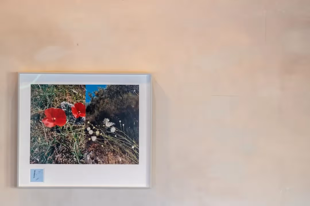 Festival di Spoleto exhibition featuring vibrant red poppies and delicate white wildflowers