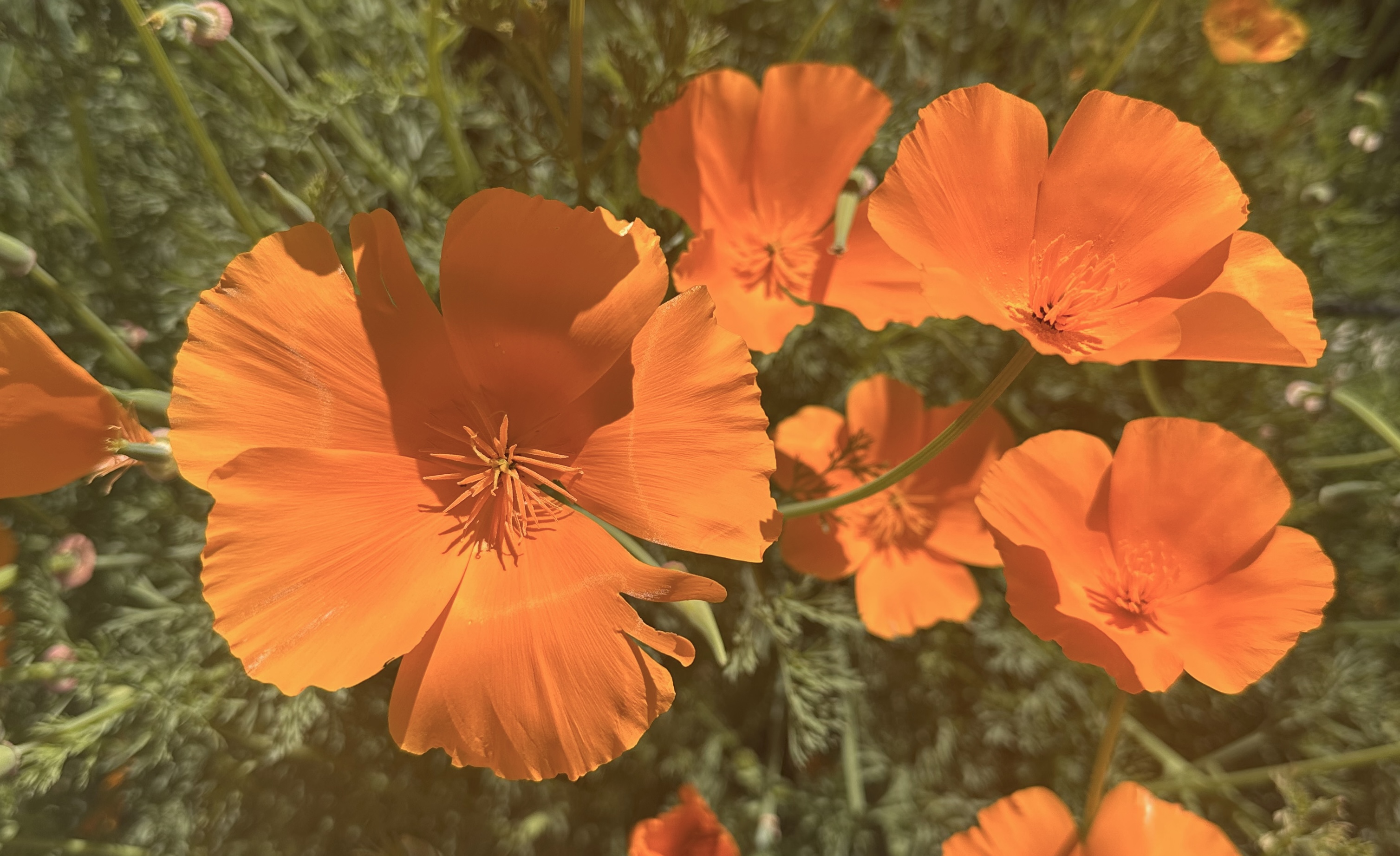 California poppies photographed during a neighborhood walk