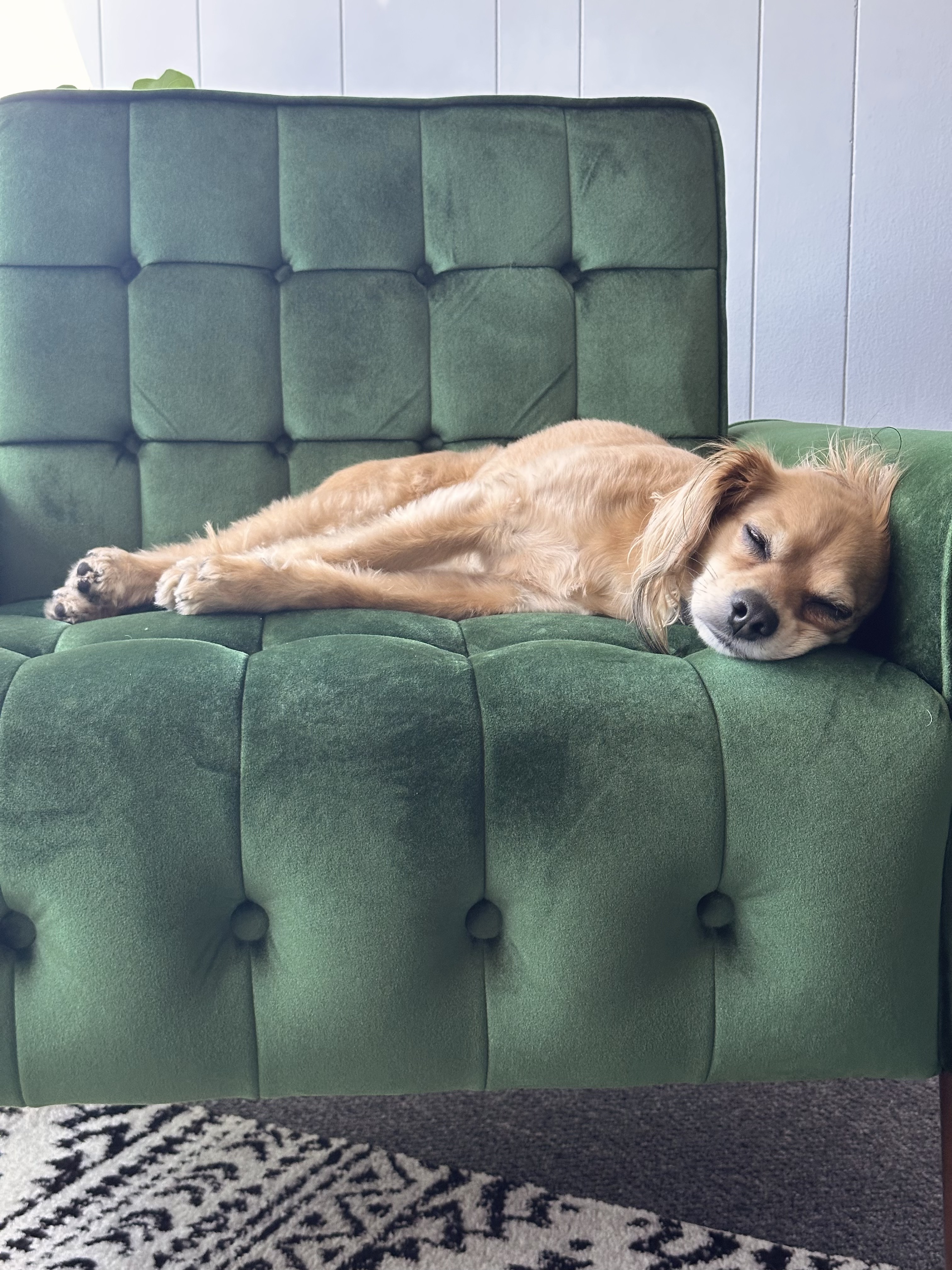 tan spaniel sleeping on emerald green velvet therapist chair