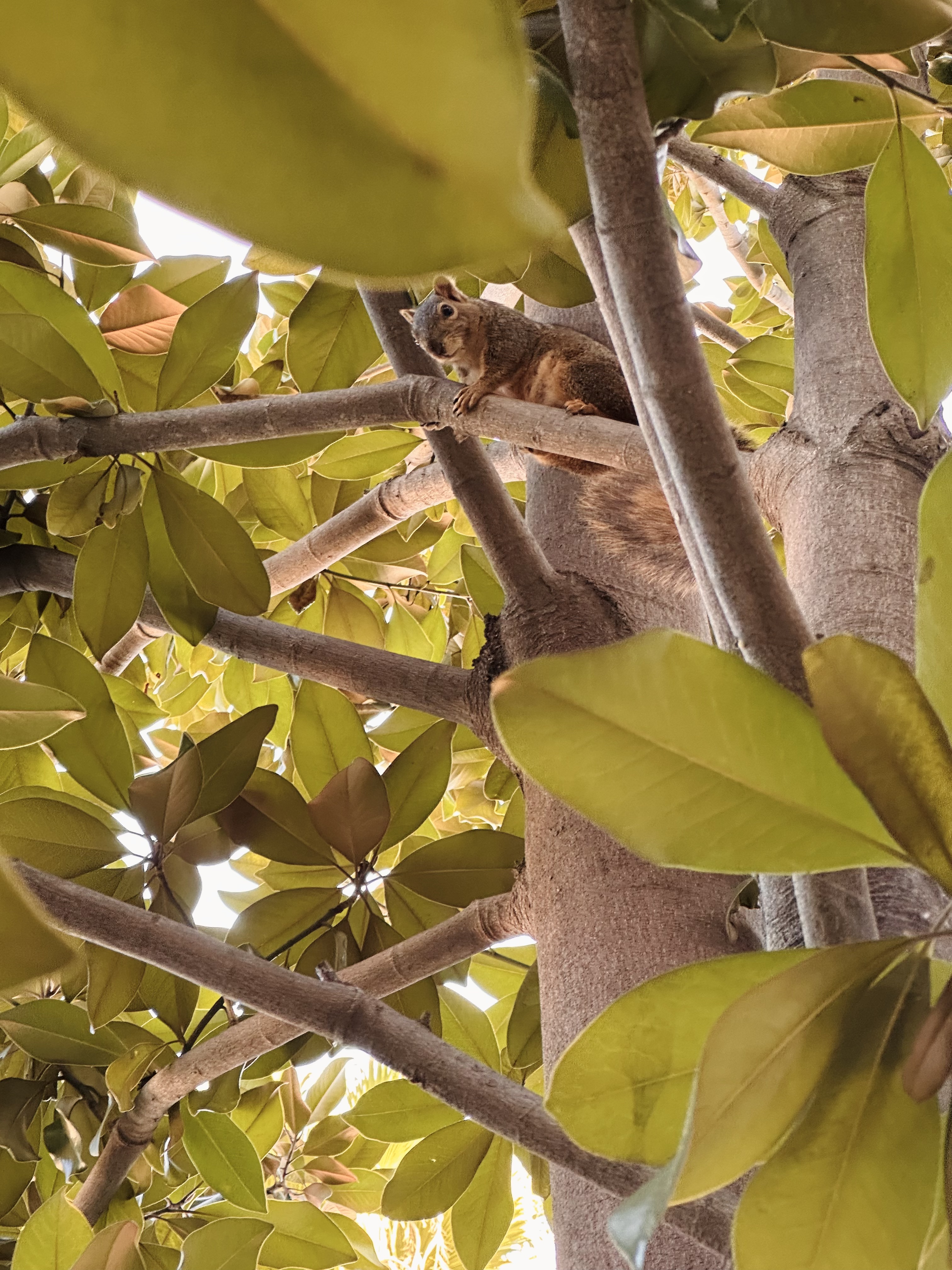 Therapist photo of a squirrel climbing a tree, symbolizing getting back on track after setbacks