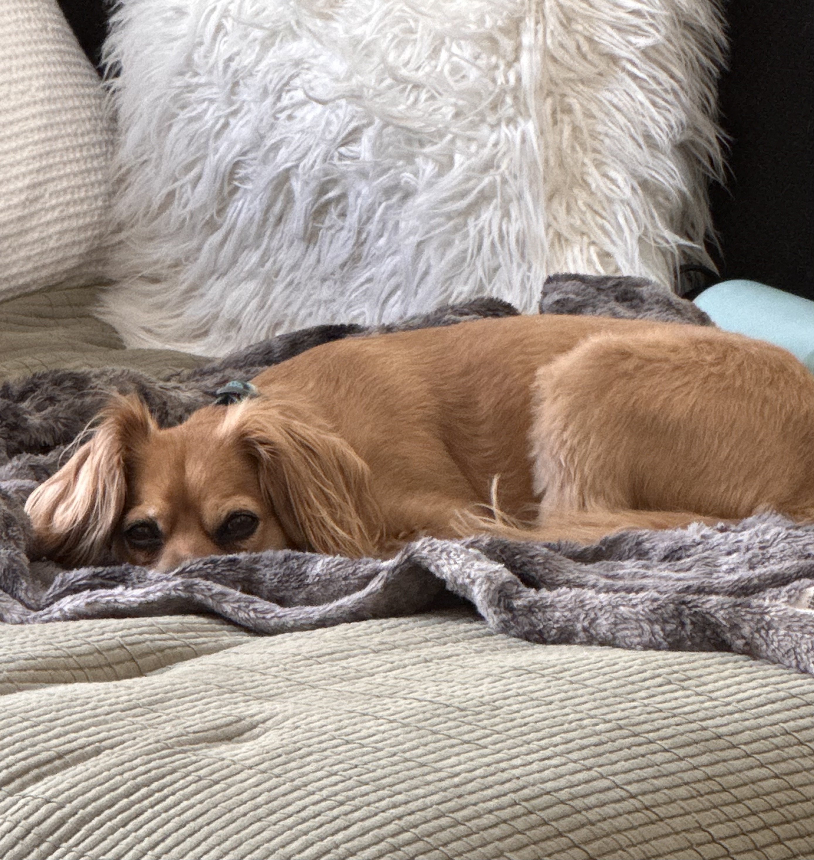 Therapist's dog resting on bed, embodying rest and self-care