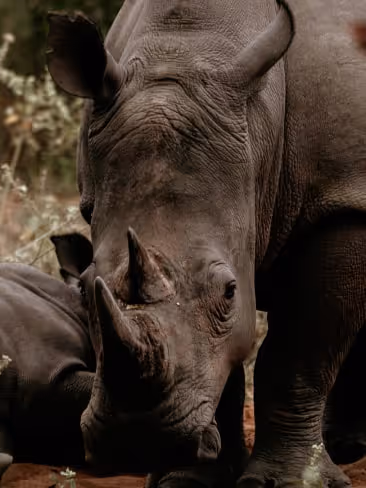Wildlife & Conservation