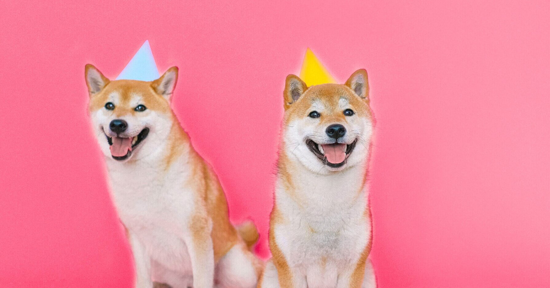 Meet my 2 new beautiful Shiba Inus: Aiya and Daichi