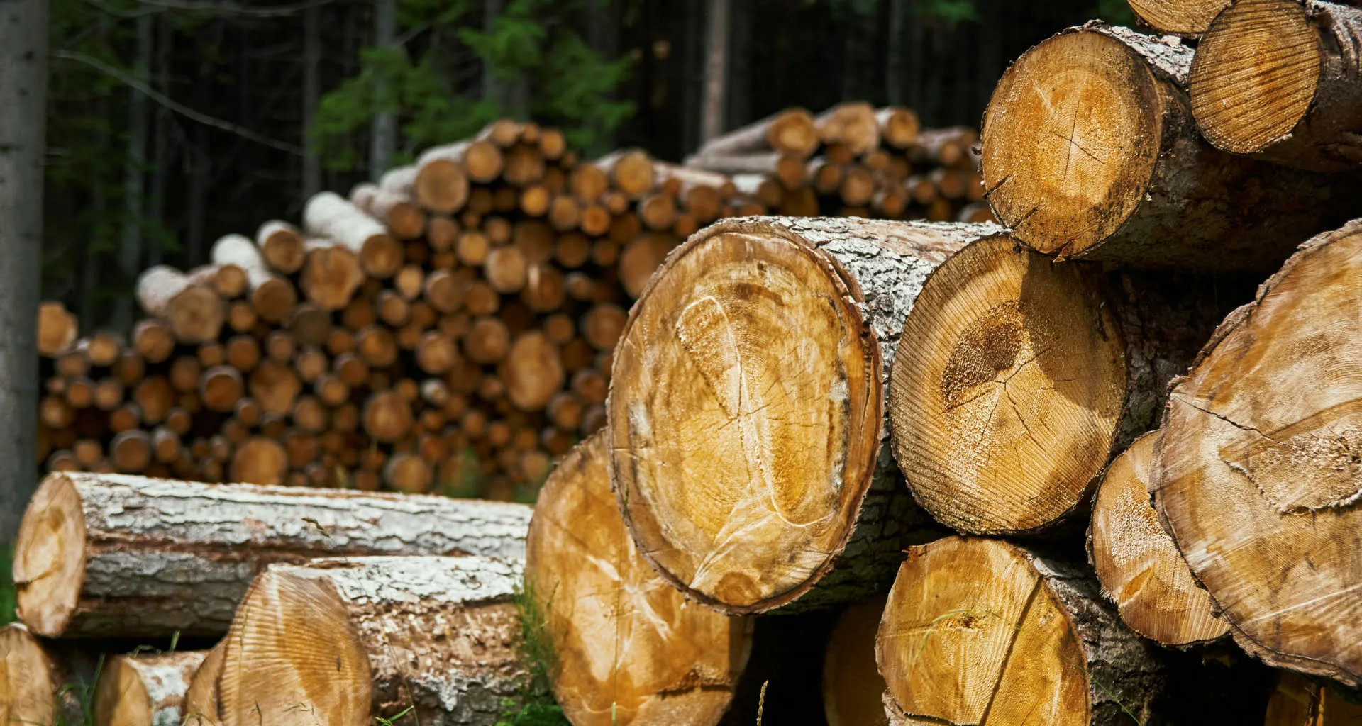 Wood