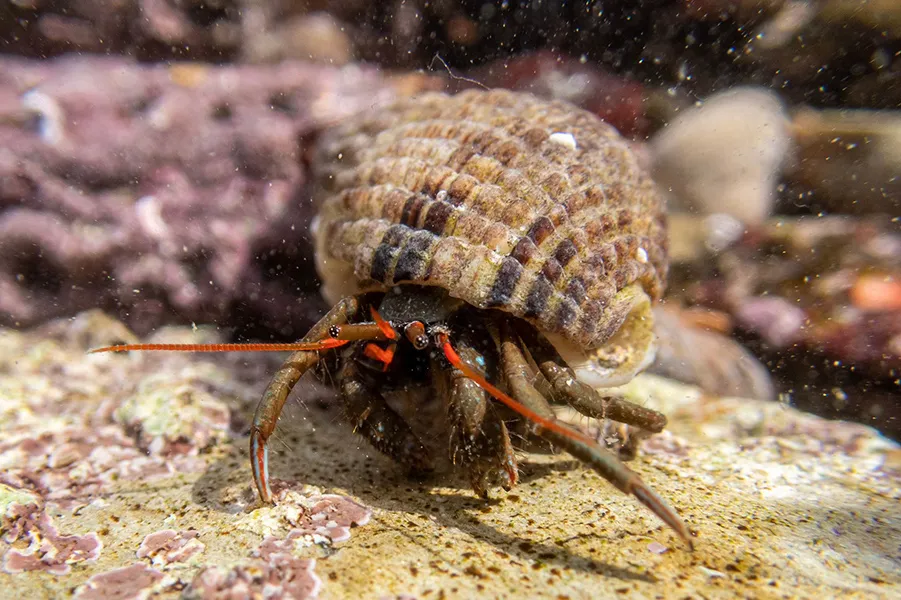 A hermit crab leisurely crawling in a rock pool with its head sticking out.