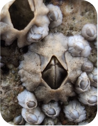 An image of a beaked barnacle