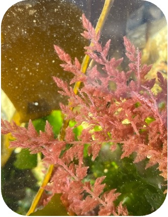 An image of harpoon weed