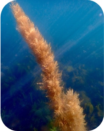 An image of wireweed
