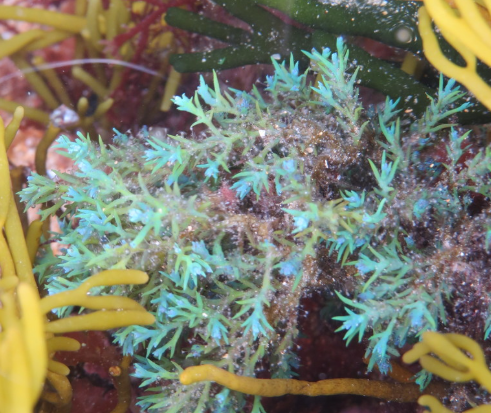 Rainbow Wrack