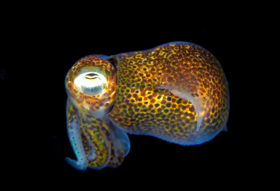 Atlantic Bobtail