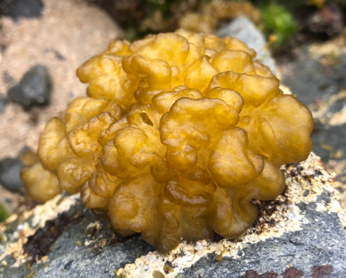 Sea Cauliflower