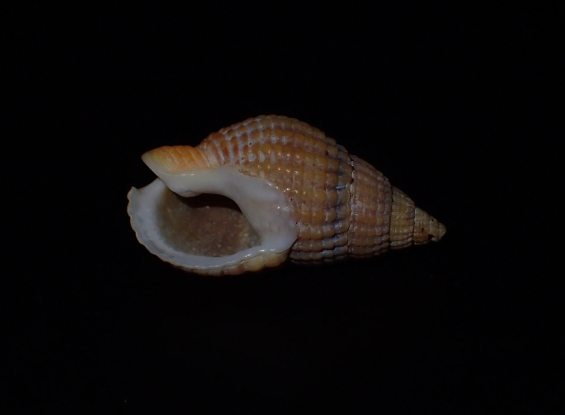 Netted Dogwhelk