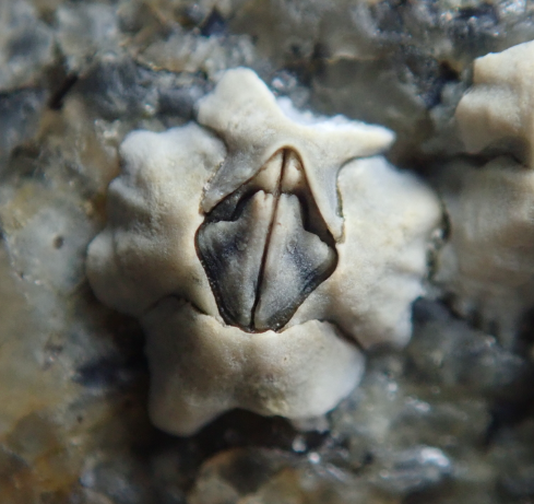 Beaked Barnacle