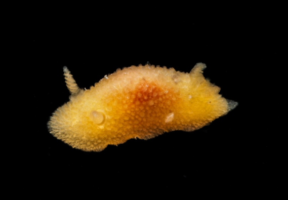Hairy Spiny Dorid