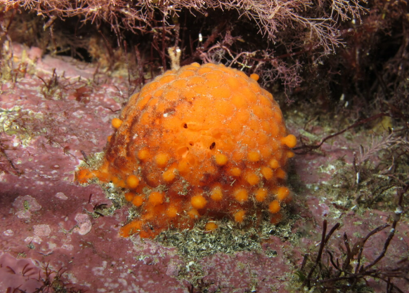 Golf Ball Sponge