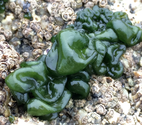 Blistered Brook Weed