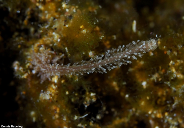 Candelabrum cocksii