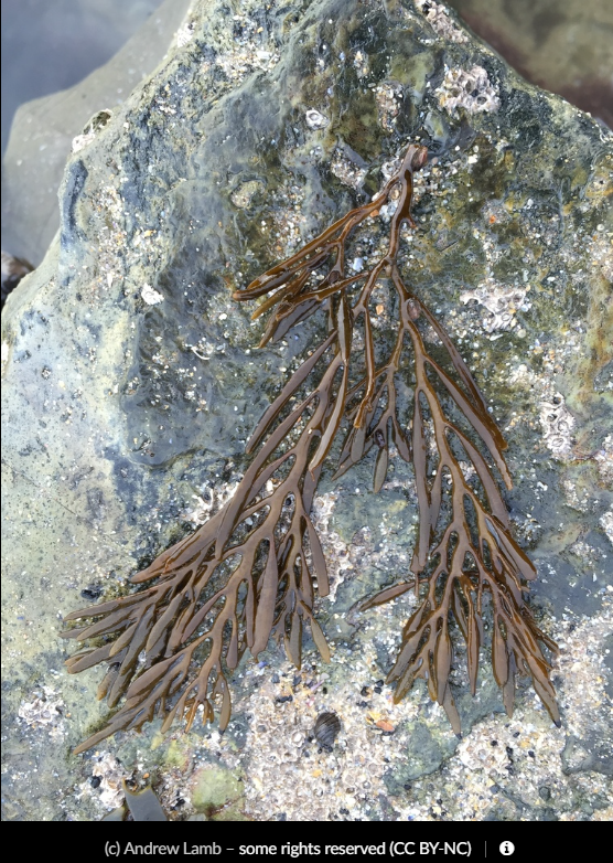 Sea Oak