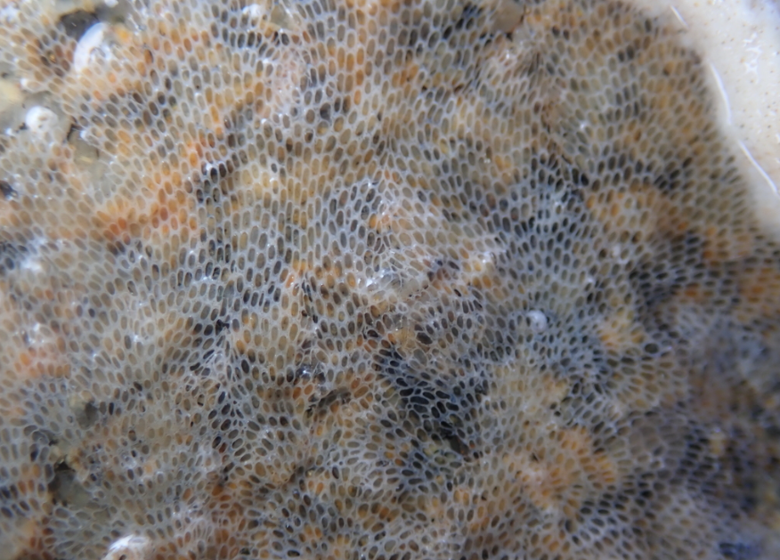 Encrusting Bryozoan