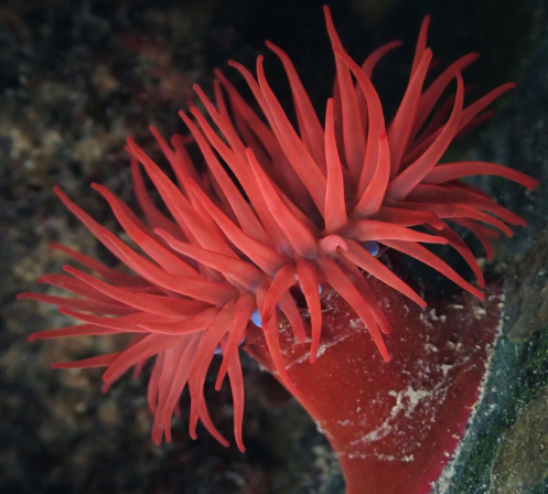 Atlantic Beadlet Anemone